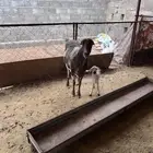 شاه رفيديه
