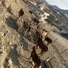 حسلان للبيع جمله 15 راس بسعر 3500 لرأس