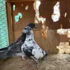 ذكور حمام