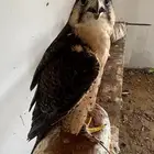 صقروكري