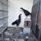 ديك ودجاجه