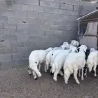 طليان وسط كفووو