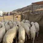 طليان ورخال