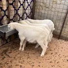 للبيع بهم حري