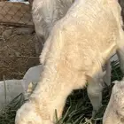 طلي حري