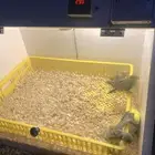 حاضنة طيور الكترونية طيور فروخ زينة(تمم البييع)