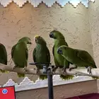 فروخ الذهب الاخضر يلوناب   دبل يلو هيد احجام صعبه ونادره