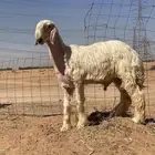 مشروع فحل عيسي معرف