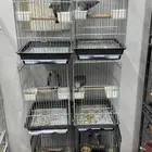 فروخ كاسكو جملة