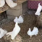حمام زينه رقاص
