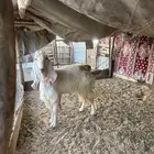 تيس فحل رباع