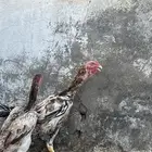جوز شامو ياباني