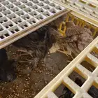 فروخ دجاج براهمه