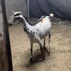 جديه