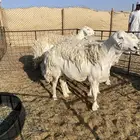 6 شياه حيل كفو