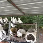 حمام حب رمان