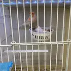 جوز كناري مزاييك منتج