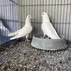 للبيع حمام صنعاوي ابيض