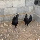 دجاج اندونيسي