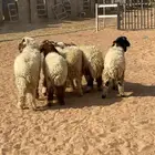 خرفان نعيمي