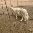 فحل حري صنف