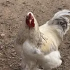 ديوك براهما