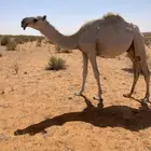 البيع قعود مفرود جده عليان ابو عجاريد