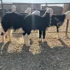 خرفان نجد طيبه