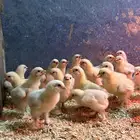 للبيع صوص براهما كولمبي