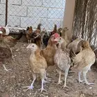 دجاج عمر 3 شهور