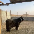 تيس عارضي