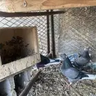 جوز قلابي ازرق معه فروخ