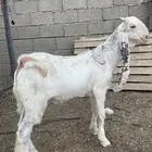 تيس طيب العمر 4 اشهر