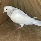 للبيع حمام الزاجل الابيض يستخدم ل التربيه والسبقات