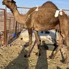 خلفه مصغر طيبه ب 10500 يبلاش