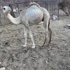 قعدان