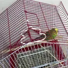 ببغاء مع القفص