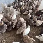 سمان للتربية او للذبح