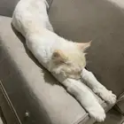 قط شيرزاي للتبني