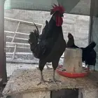 بيض دجاج استرلوب