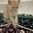 قطط