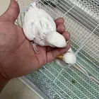 تم البيع خارج الموقع