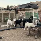 معزا مصريه وعوارض