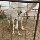 قعود باتلي عمره خمس شهور على السوم