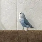 أنثى روز
