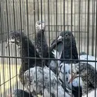 طبات تيادي بيور