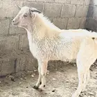 تيس   تيوس فاخر من الاخر لحم وشحم