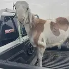 خروف مهجن