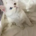 قطط
