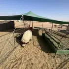 خروف نعيمي فاخر العمر 6 شهور